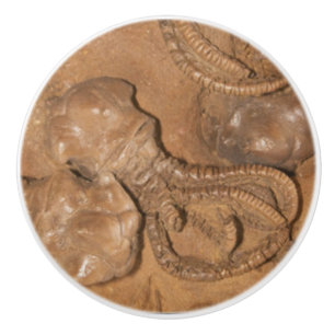 Picture of Fossil Sandstone Ceramic Knob