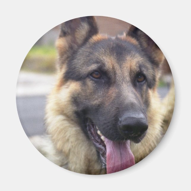Picture of German Shepherd  Magnet (Front)