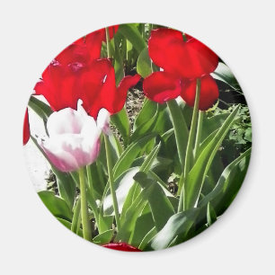 Picture of red Tulips Magnet