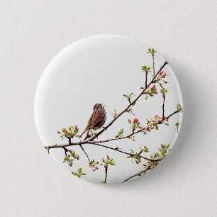 Picture of Sparrow Singing in Flowering Tree 6 Cm Round Badge