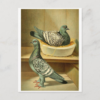 pictures of birds gifts postcards online postcards