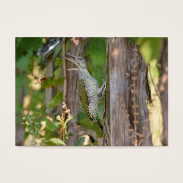 Picus Viridis - Grünspecht (Front)