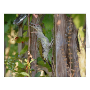 Picus Viridis - Grünspecht