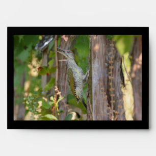 Picus Viridis - Grünspecht Envelope