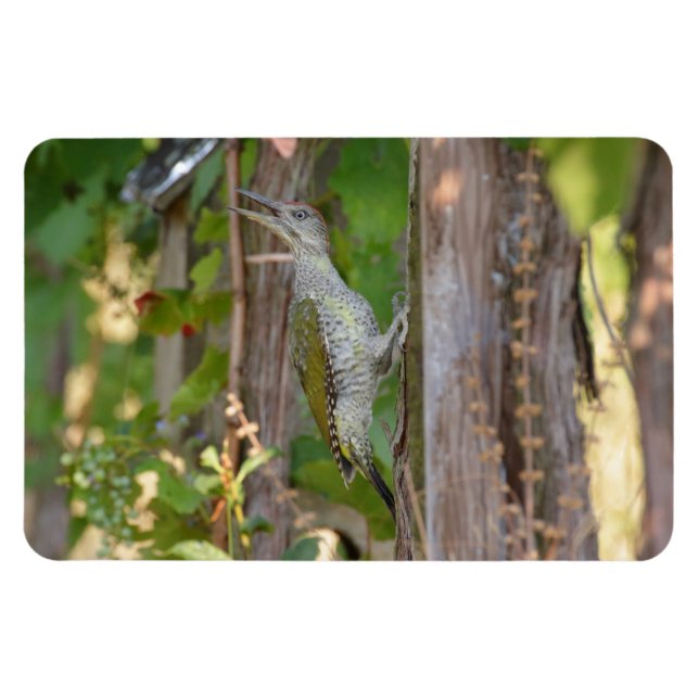 Picus Viridis - Grünspecht Magnet (Horizontal)