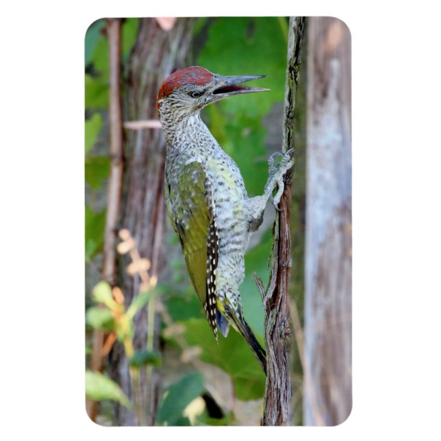 Picus viridis magnet (Vertical)