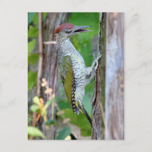 Picus viridis postcard