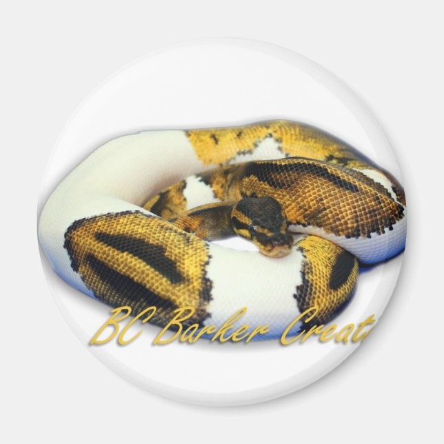 Piebald Ball Python Magnet (Front)