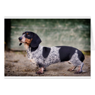Piebald dachshund