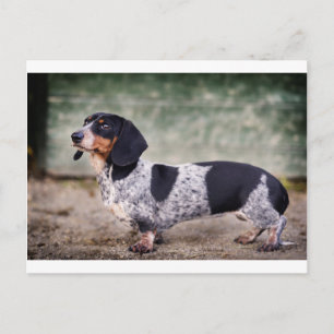 Piebald dachshund postcard