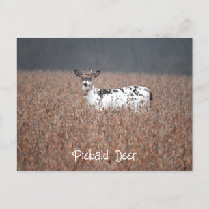 Piebald Deer Photo Postcard