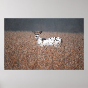 Piebald Deer Photo Poster