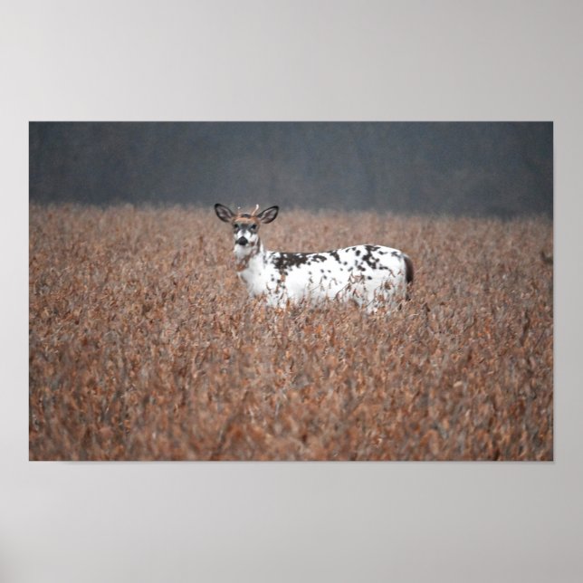 Piebald Deer Photo Poster (Front)