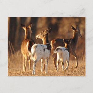Piebald deer postcard