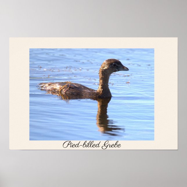 Pied-billed Grebe Bird Poster (Front)