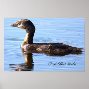 Pied-billed Grebe Bird Poster