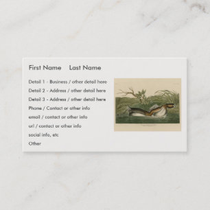 Pied-billed Grebe from Audubon's Birds of America Business Card