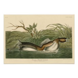 Pied-billed Grebe from Audubon's Birds of America  Photo Print