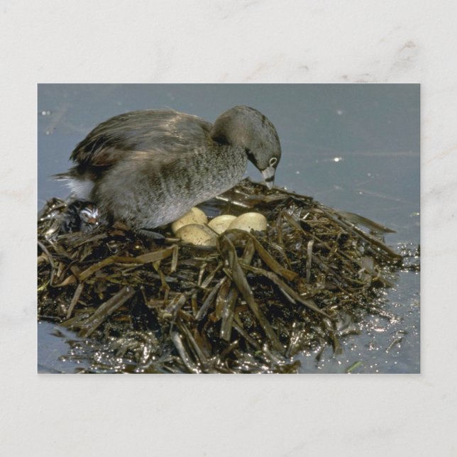 Pied-billed Grebe with nest Postcard (Front)