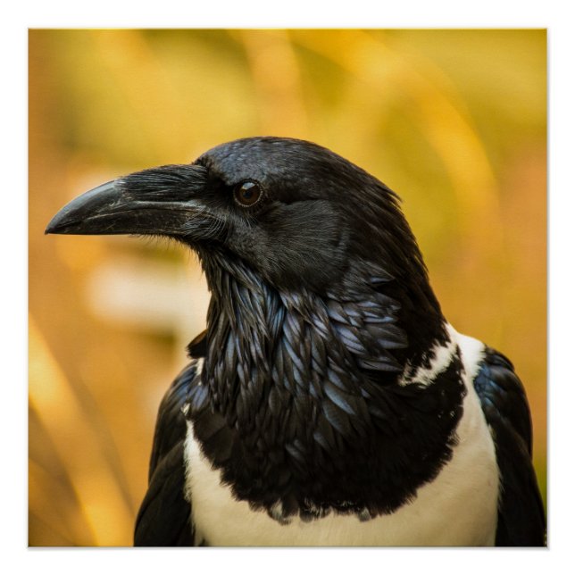 Pied Crow 20" x 20", Poster Paper (Semi-Gloss) (Front)
