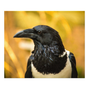 Pied Crow 24x20 Kodak Professional Photo  (Satin) Print