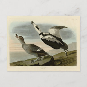 Pied Duck (Labrador Duck) Audubon Birds of America Postcard