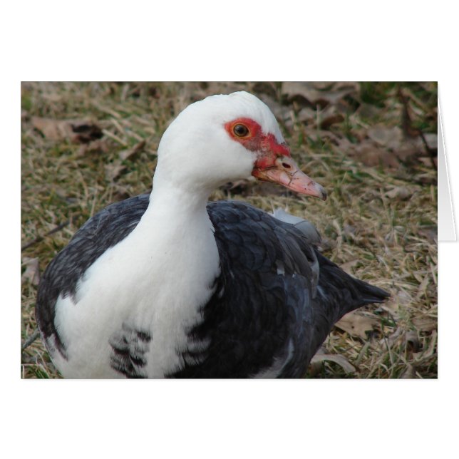 Pied Muscovy Hen (Front Horizontal)