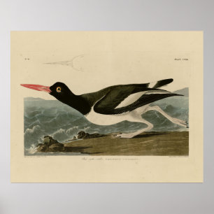 Pied oyster-catcher - Audubon's Birds of America Poster
