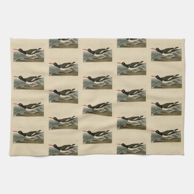 Pied oyster-catcher - Audubon's Birds of America Tea Towel (Horizontal)
