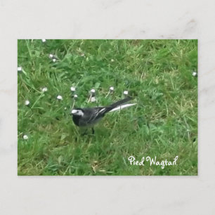 Pied Wagtail Postcard