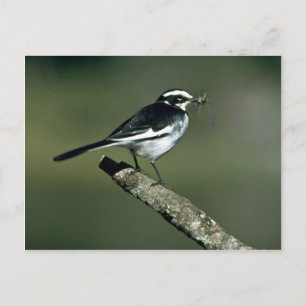 Pied Wagtail Postcard