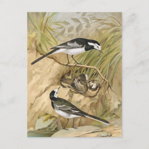 Pied Wagtail Vintage Bird Illustration Postcard