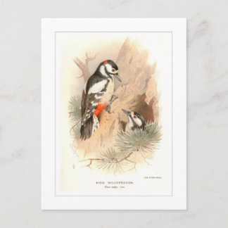 Pied Woodpecker Postcard
