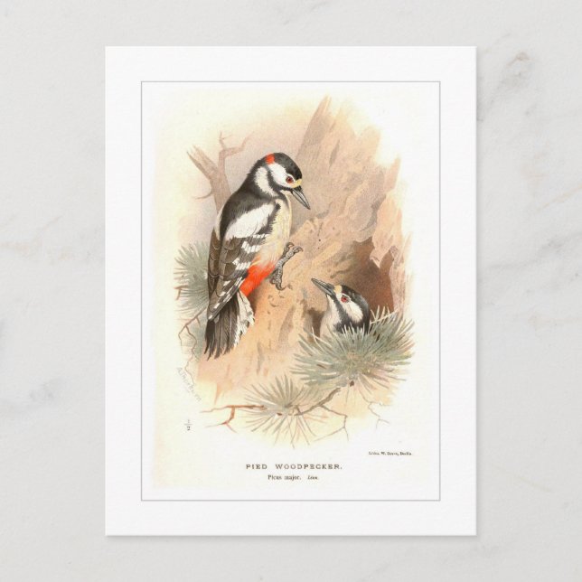 Pied Woodpecker Postcard (Front)