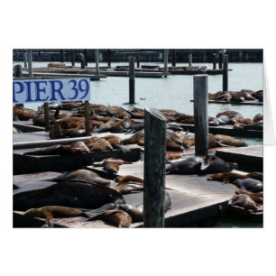 Pier 39 Sea Lions