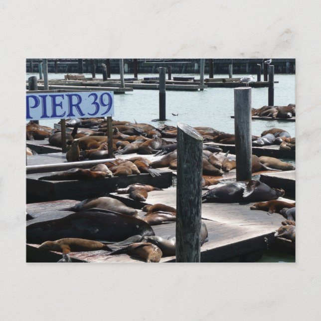 Pier 39 Sea Lions Postcard (Front)