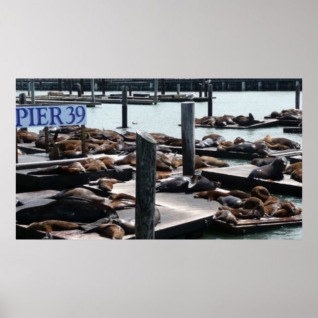 Pier 39 Sea Lions Poster (Front)