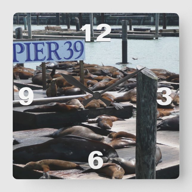 Pier 39 Sea Lions Square Wall Clock (Front)