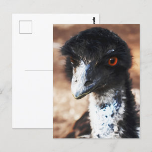 Piercing Eyes of the Outback Postcard