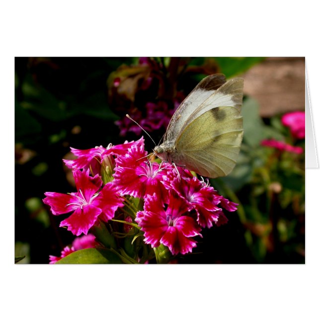 Pieris brassicae (Front Horizontal)