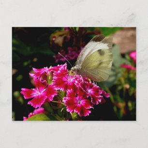 Pieris brassicae postcard