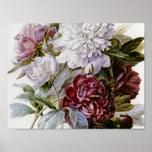 Pierre Joseph Redoute - A Bouquet  Peonies Poster (Front)