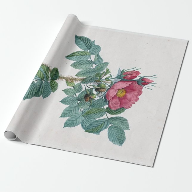 Pierre-Joseph Redouté Kamtschatka Rose Wrapping Paper (Unrolled)