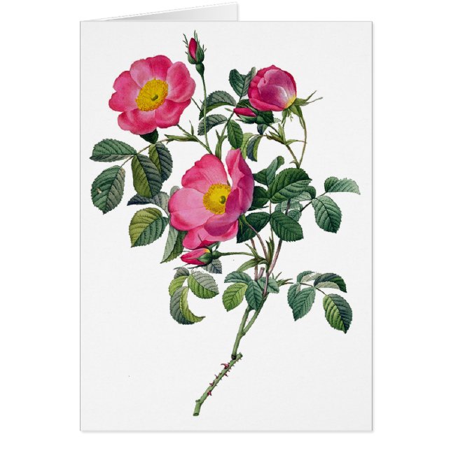 Pierre Joseph Redoute Roses (Front)