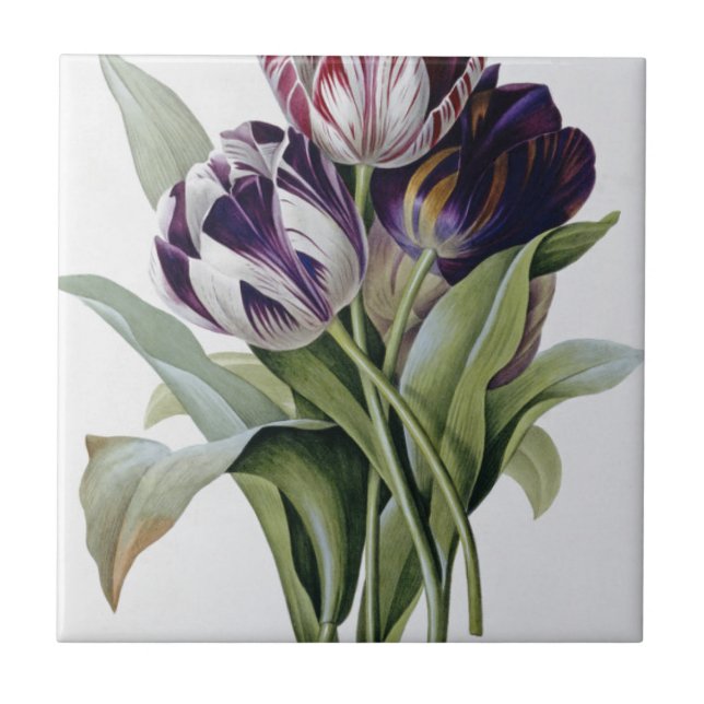Pierre Joseph Redoute - Tulips Ceramic Tile (Front)