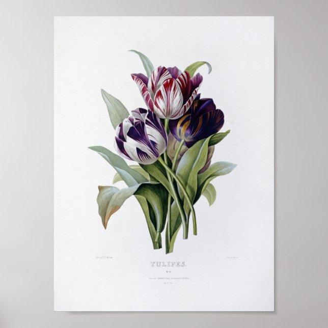 Pierre Joseph Redoute - Tulips Poster (Front)