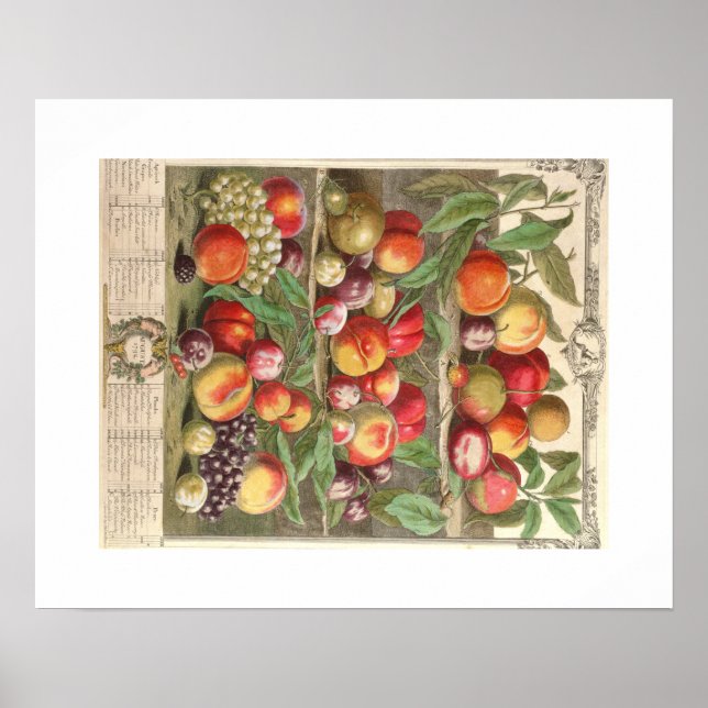 Pieter Casteels, Twelve Months of Fruits, August Poster (Front)