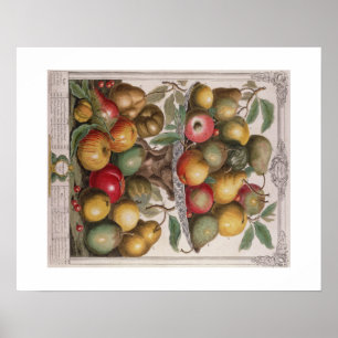 Pieter Casteels, Twelve Months of Fruits February Poster
