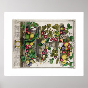 Pieter Casteels, Twelve Months of Fruits, June Poster