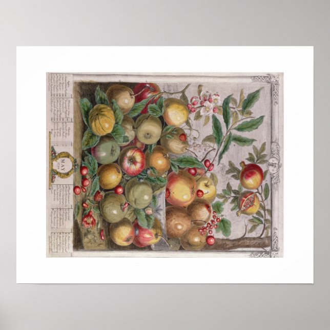 Pieter Casteels, Twelve Months of Fruits, May Poster (Front)